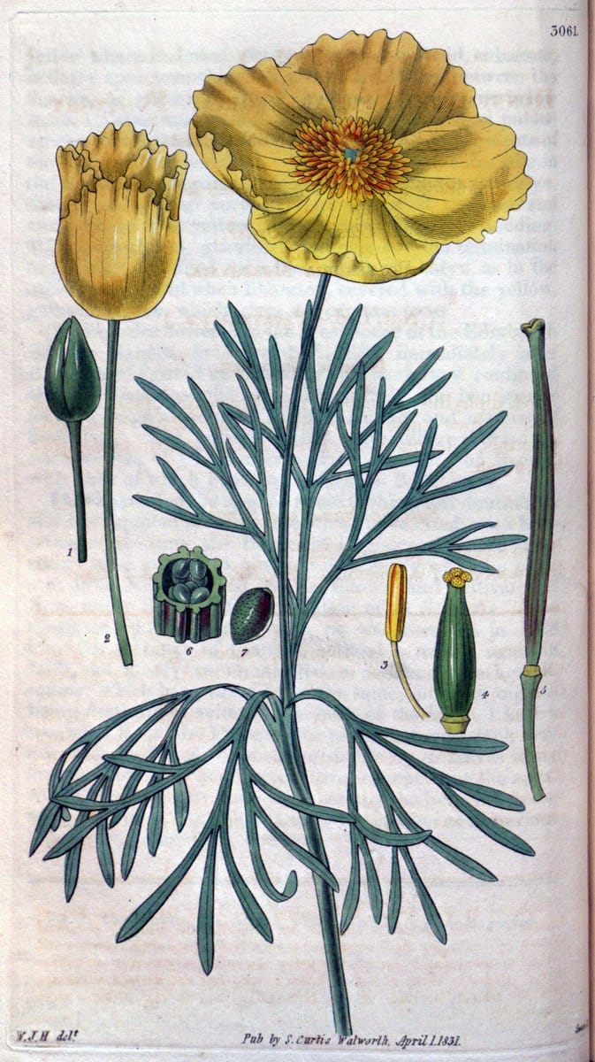 Curtis's botanical magazine..London ;New York [etc.] :Academic Press [etc.]. |  | Vintage Print Reproduction 455217