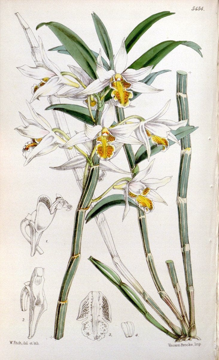 Curtis's botanical magazine..London ;New York [etc.] :Academic Press [etc.]. |  | Vintage Print Reproduction 455218