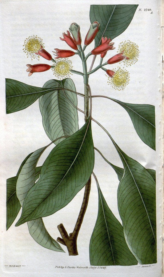 Curtis's botanical magazine..London ;New York [etc.] :Academic Press [etc.]. |  | Vintage Print Reproduction 455219