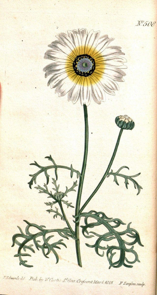 Curtis's botanical magazine. London ;New York [etc.] :Academic Press [etc.]. | Botany Periodicals "Pictorial works"  | Vintage Print Reproduction 455220