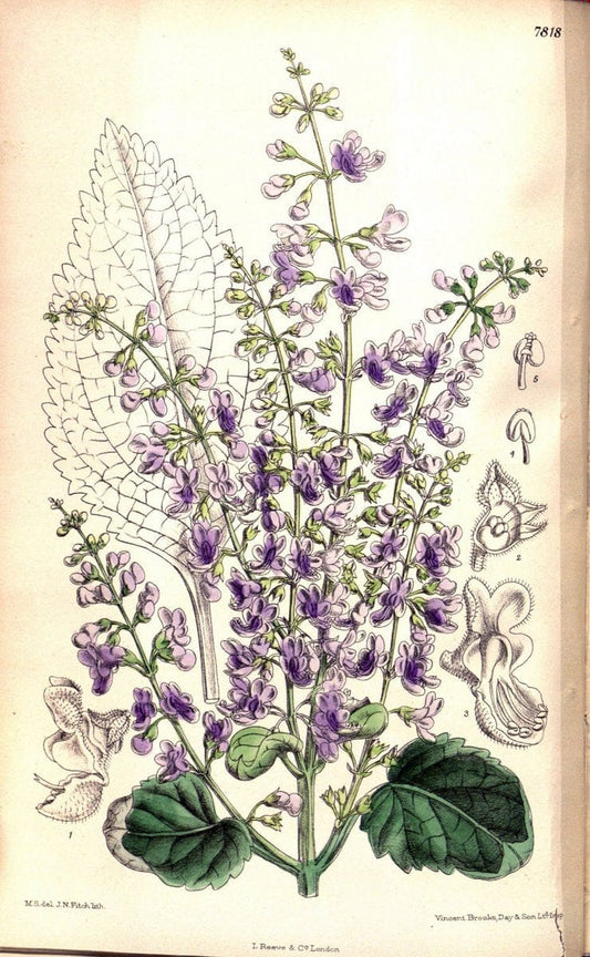 Curtis's botanical magazine. London ;New York [etc.] :Academic Press [etc.]. | Botany Periodicals "Pictorial works"  | Vintage Print Reproduction 455221