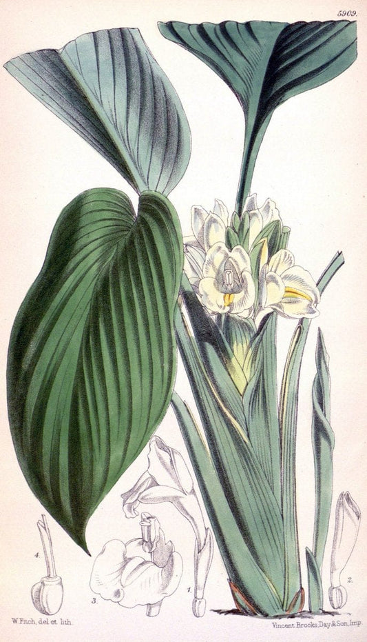Curtis's botanical magazine. London ;New York [etc.] :Academic Press [etc.]. | Botany Periodicals "Pictorial works"  | Vintage Print Reproduction 455222