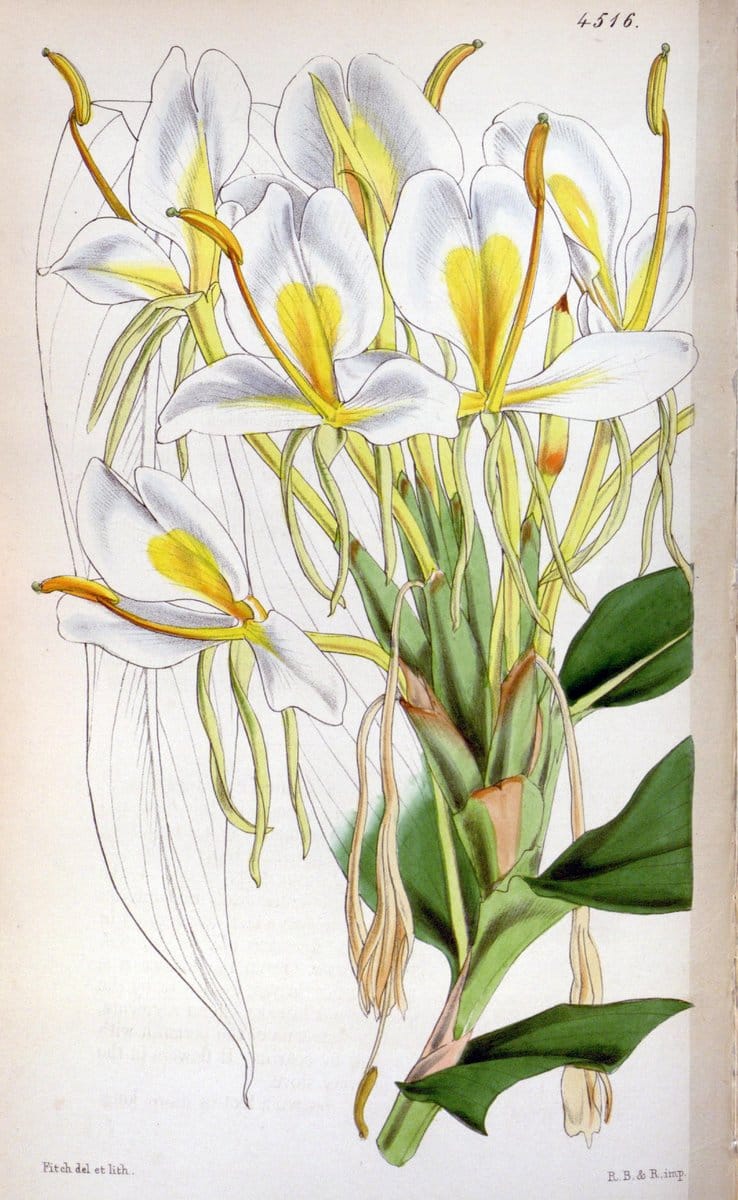 Curtis's botanical magazine. London ;New York [etc.] :Academic Press [etc.]. | Botany Periodicals "Pictorial works"  | Vintage Print Reproduction 455223