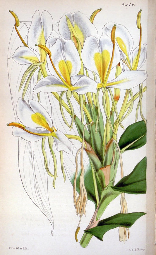 Curtis's botanical magazine. London ;New York [etc.] :Academic Press [etc.]. | Botany Periodicals "Pictorial works"  | Vintage Print Reproduction 455223