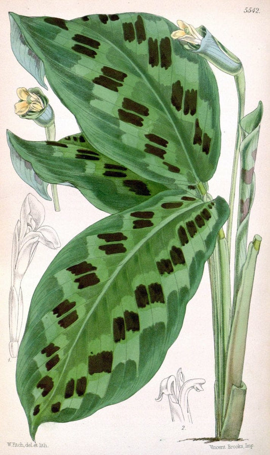 Curtis's botanical magazine. London ;New York [etc.] :Academic Press [etc.]. | Botany Periodicals "Pictorial works"  | Vintage Print Reproduction 455224