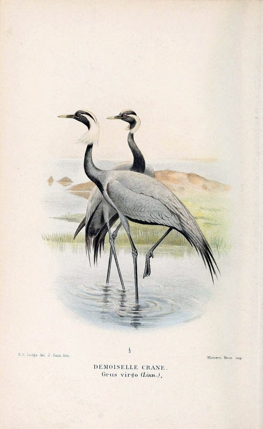 Coloured figures of the birds of the British Islands / issued by Lord Lilford. London :R | 59.82(42) Birds "Great Britain" "Pictorial works"  | Vintage Print Reproduction 455227