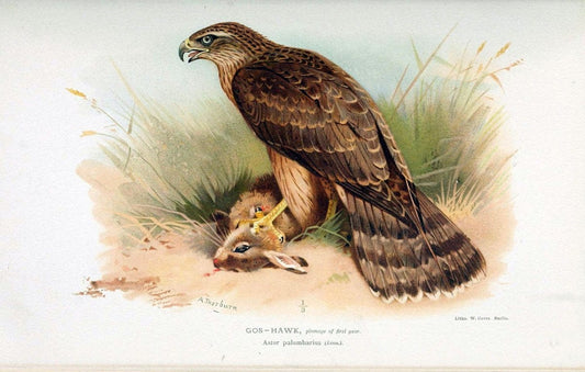 Coloured figures of the birds of the British Islands. v.1London :R. H. Porter,1885-1897. | Vintage Print Reproduction 455229