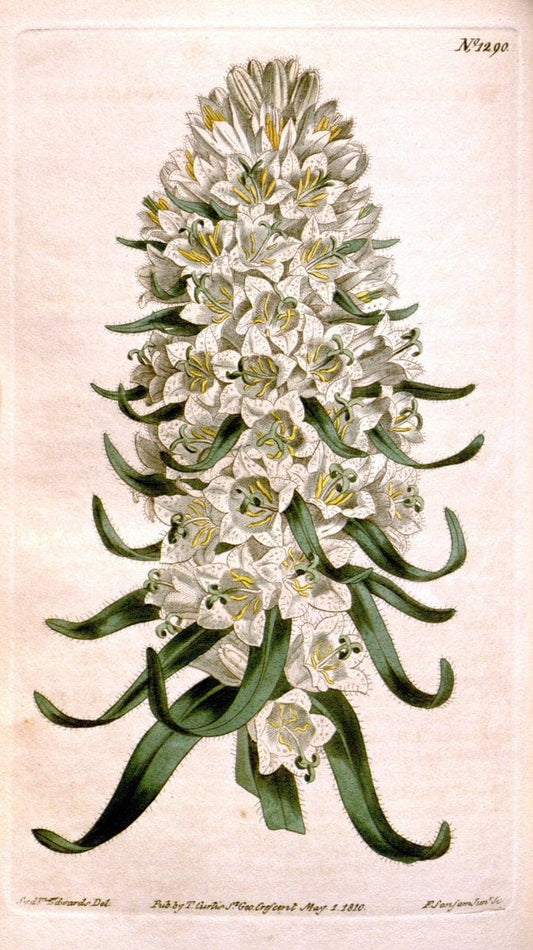 Curtis's botanical magazine. London ; New York [etc.] :Academic Press [etc.]. | "Botanical illustration" Botany Periodicals "Pictorial works" "Plants, Ornamental"  | Vintage Print Reproduction 455230