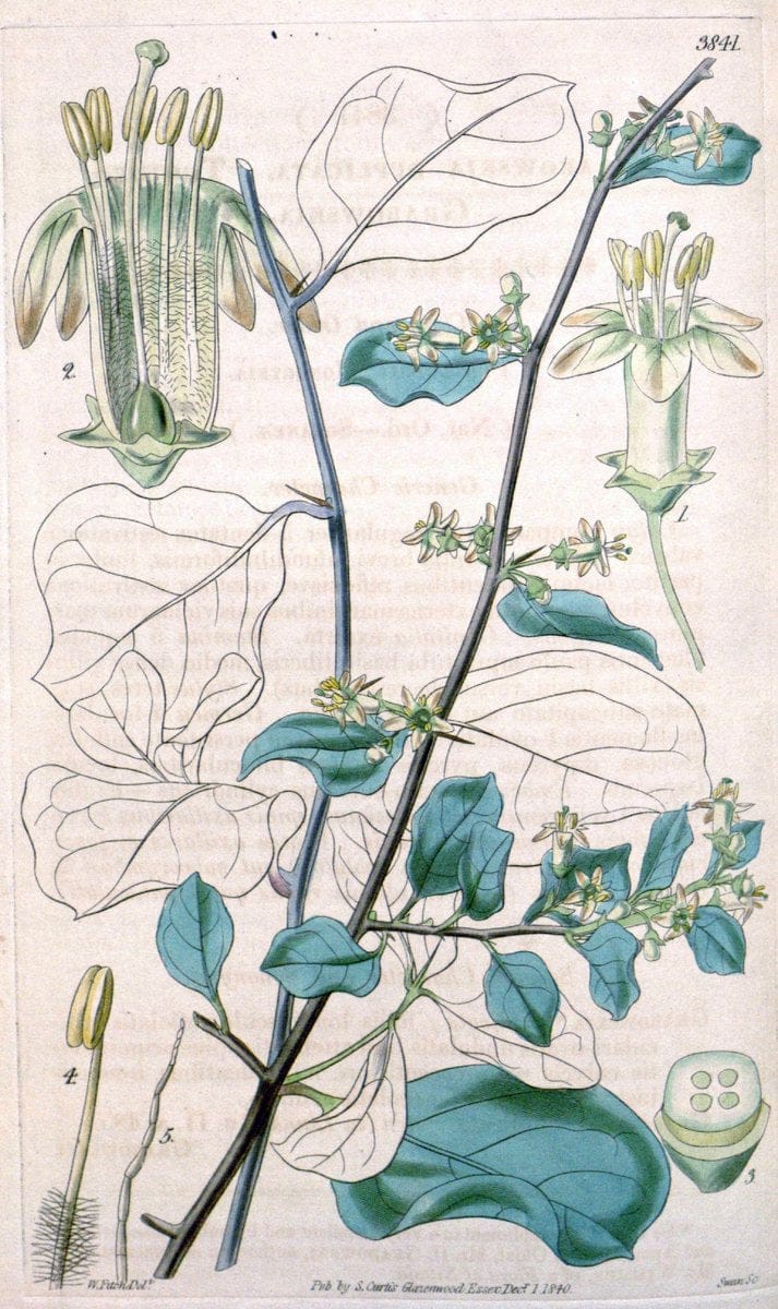 Curtis's botanical magazine. London ; New York [etc.] :Academic Press [etc.]. | "Botanical illustration" Botany Periodicals "Pictorial works" "Plants, Ornamental"  | Vintage Print Reproduction 455232