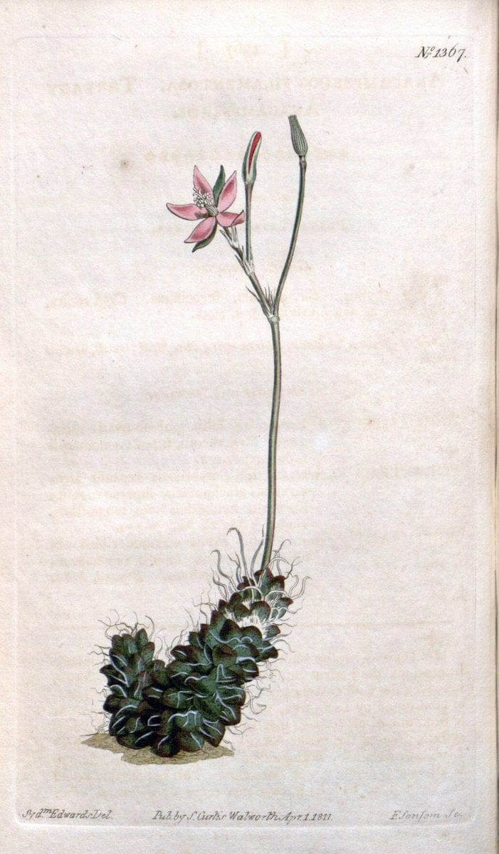 Curtis's botanical magazine. London ; New York [etc.] :Academic Press [etc.]. | "Botanical illustration" Botany Periodicals "Pictorial works" "Plants, Ornamental"  | Vintage Print Reproduction 455233