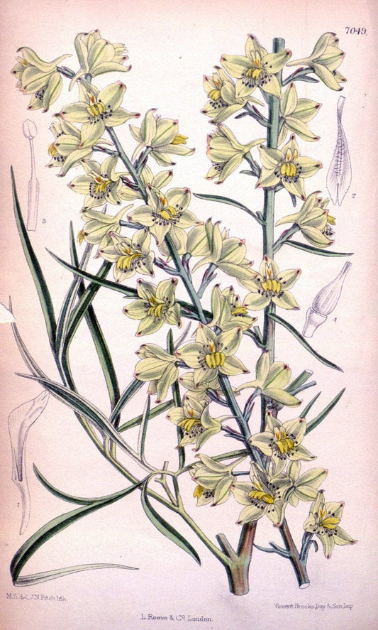 Curtis's botanical magazine. London ; New York [etc.] :Academic Press [etc.]. | "Botanical illustration" Botany Periodicals "Pictorial works" "Plants, Ornamental"  | Vintage Print Reproduction 455234