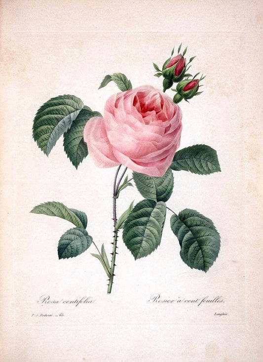 Choix des plus belles fleurs :.Paris :Ernest Panckoucke,[1833].  | 1833 Botany France Icones "Pictorial works"  | Vintage Print Reproduction 455235