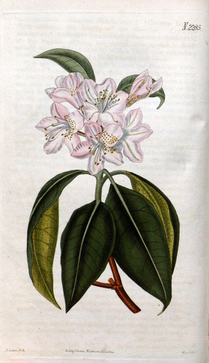 Curtis's botanical magazine. London ; New York [etc.] :Academic Press [etc.]. | "Botanical illustration" Botany Periodicals "Pictorial works" "Plants, Ornamental"  | Vintage Print Reproduction 455236