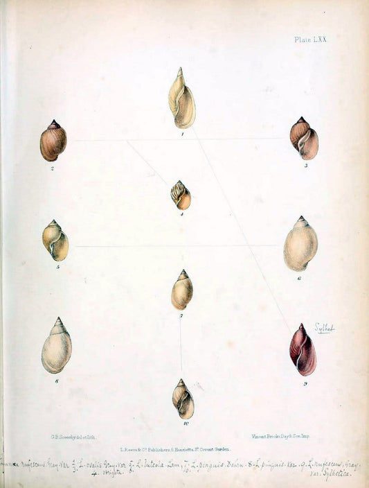 Conchologia indica,.London,1870-1876.. |  | Vintage Print Reproduction 455237