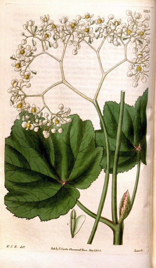 Curtis's botanical magazine. London ; New York [etc.] :Academic Press [etc.]. | "Botanical illustration" Botany Periodicals "Pictorial works" "Plants, Ornamental"  | Vintage Print Reproduction 455238