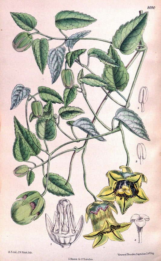 Curtis's botanical magazine. London ; New York [etc.] :Academic Press [etc.]. | "Botanical illustration" Botany Periodicals "Pictorial works" "Plants, Ornamental"  | Vintage Print Reproduction 455239