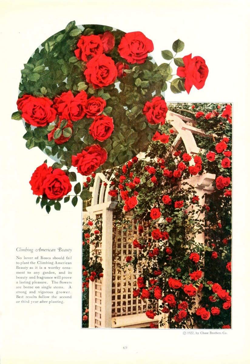 Chase fruit and flowers in natural colorsRochester, N.Y.,Chase brothers company[c1922] | Vintage Print Reproduction 455240
