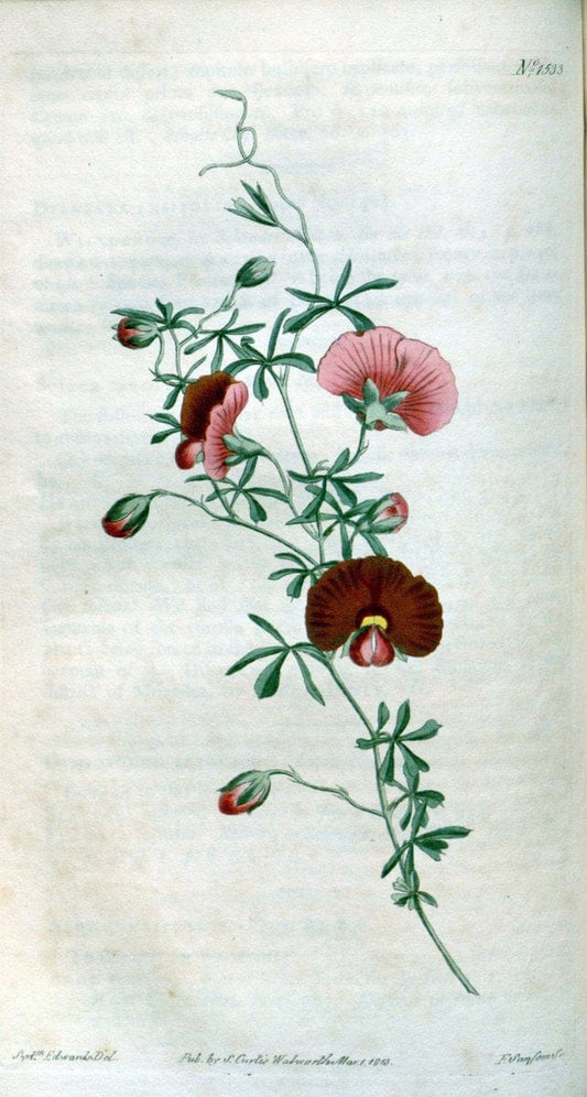 Curtis's botanical magazine. London ; New York [etc.] :Academic Press [etc.]. | "Botanical illustration" Botany Periodicals "Pictorial works" "Plants, Ornamental"  | Vintage Print Reproduction 455241