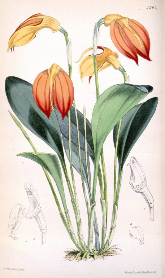 Curtis's botanical magazine. London ; New York [etc.] :Academic Press [etc.]. | "Botanical illustration" Botany Periodicals "Pictorial works" "Plants, Ornamental"  | Vintage Print Reproduction 455243