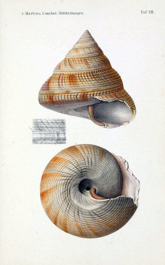 Conchologische Mittheilungen als Fortsetzung der Novitates conchologicae. bd 1 - 3.Cassell :T. Fischer,1880- . |  | Vintage Print Reproduction 455244