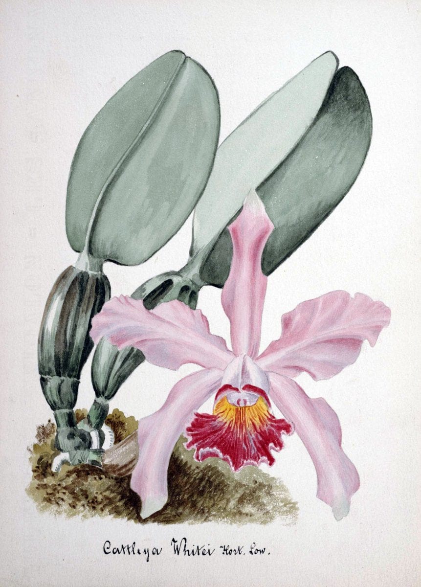 Collection d'orchideÃŒÂes.[S.l. :s.n.,18--]. | "Botanical illustration" Orchidaceae "Orchidaceae in art" "Pictorial works"  | Vintage Print Reproduction 455246