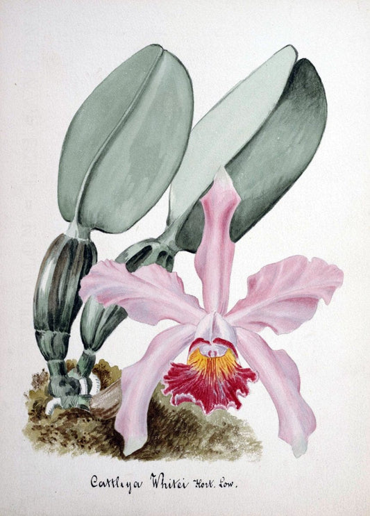Collection d'orchideÃŒÂes.[S.l. :s.n.,18--]. | "Botanical illustration" Orchidaceae "Orchidaceae in art" "Pictorial works"  | Vintage Print Reproduction 455246