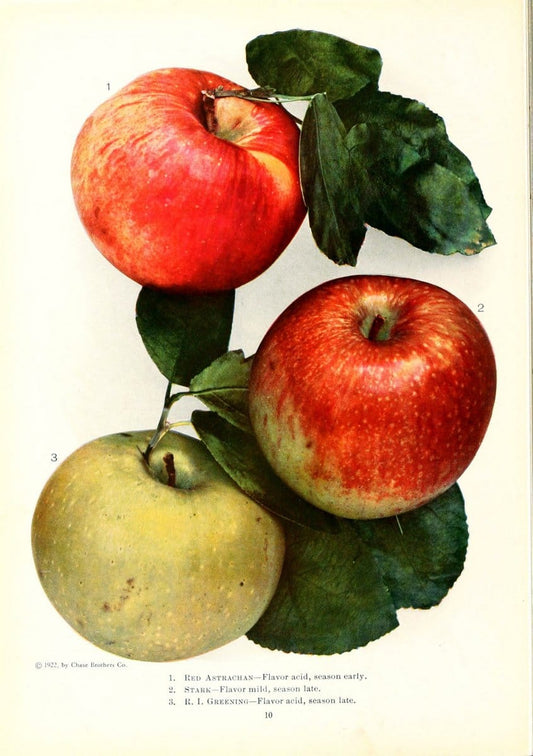 Chase fruit and flowers in natural colorsRochester, N.Y.,Chase brothers company[c1922] | Vintage Print Reproduction 455248