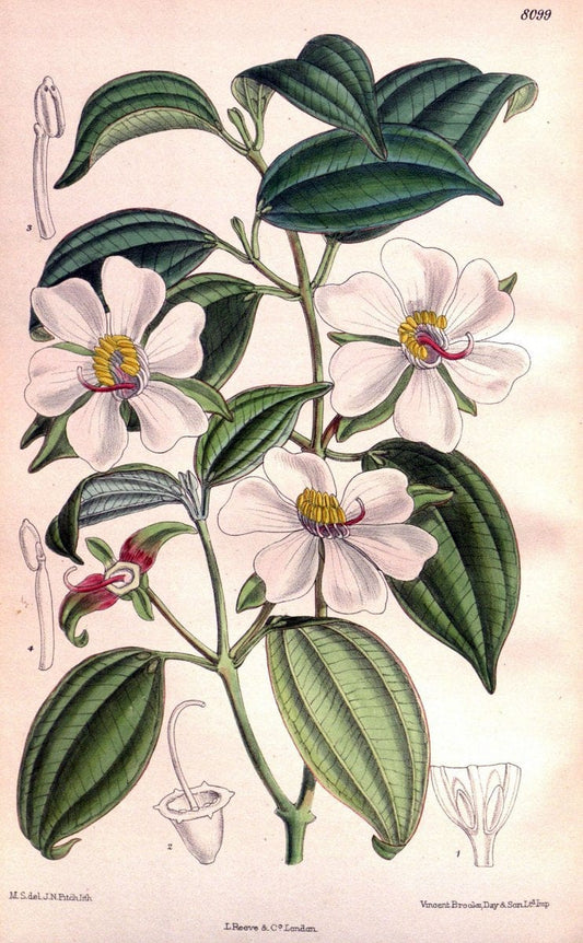 Curtis's botanical magazine. London ; New York [etc.] :Academic Press [etc.]. | "Botanical illustration" Botany Periodicals "Pictorial works" "Plants, Ornamental"  | Vintage Print Reproduction 455249
