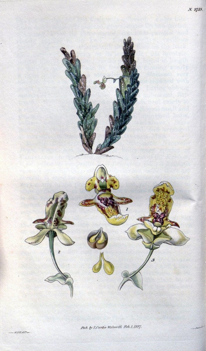 Curtis's botanical magazine..London ;New York [etc.] :Academic Press [etc.]. |  | Vintage Print Reproduction 455251