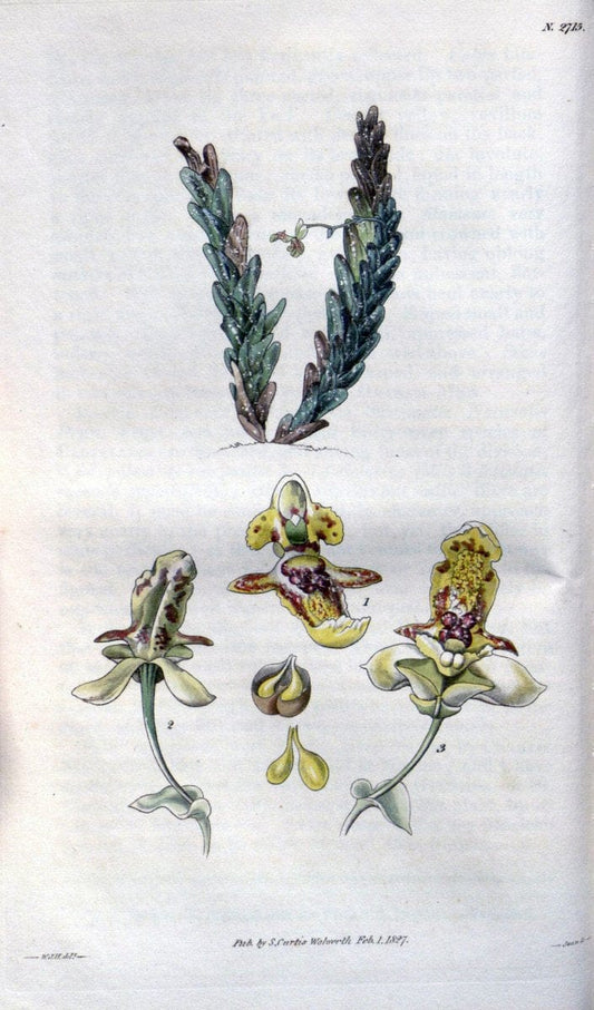 Curtis's botanical magazine..London ;New York [etc.] :Academic Press [etc.]. |  | Vintage Print Reproduction 455251