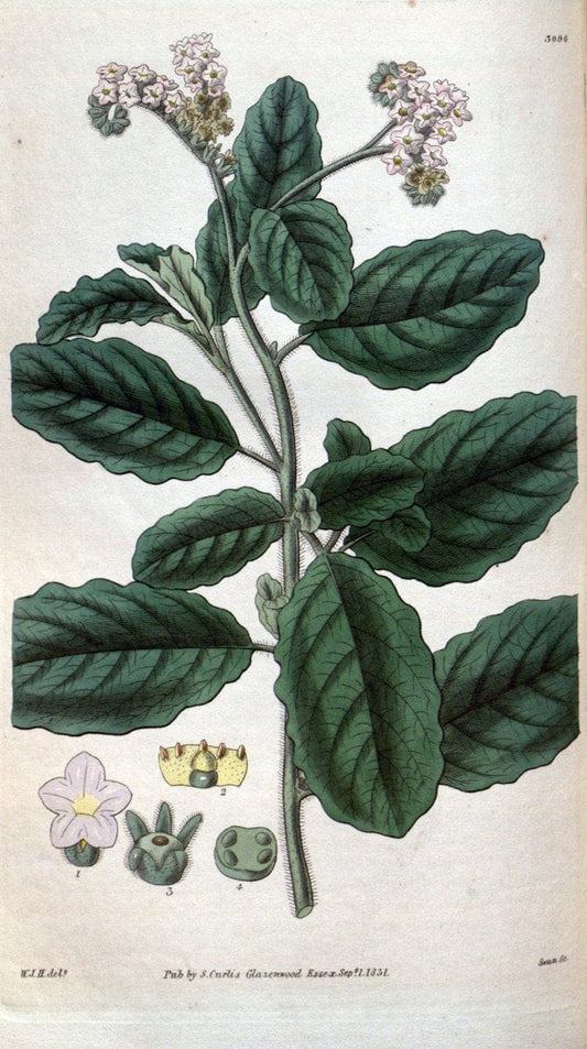 Curtis's botanical magazine..London ;New York [etc.] :Academic Press [etc.]. |  | Vintage Print Reproduction 455252