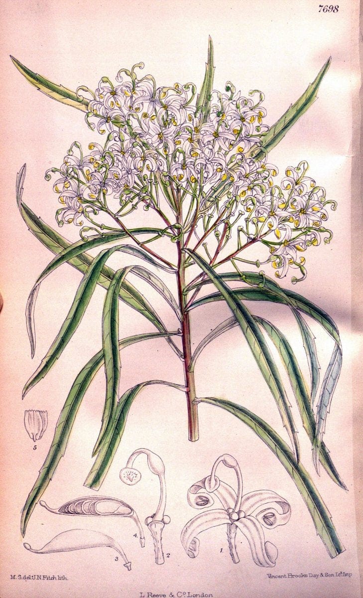 Curtis's botanical magazine. London ;New York [etc.] :Academic Press [etc.]. | Botany Periodicals "Pictorial works"  | Vintage Print Reproduction 455254