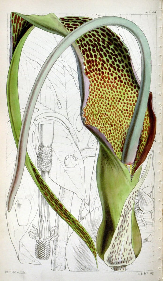 Curtis's botanical magazine. London ;New York [etc.] :Academic Press [etc.]. | Botany Periodicals "Pictorial works"  | Vintage Print Reproduction 455255
