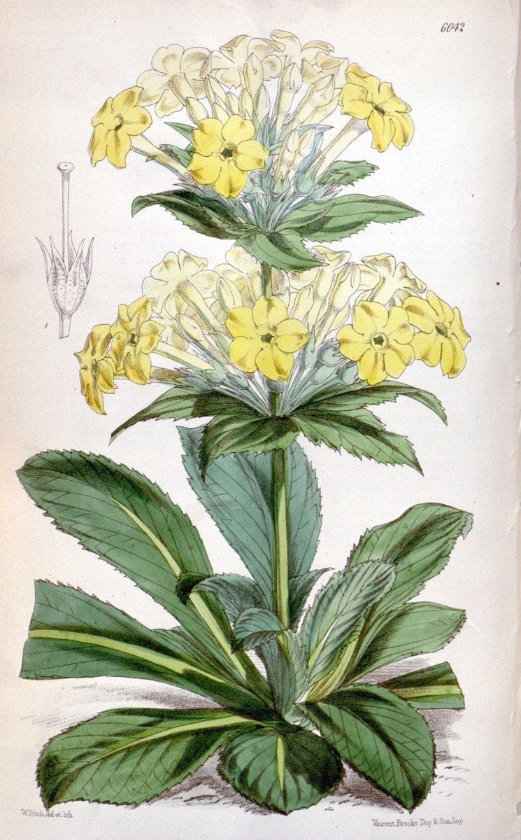 Curtis's botanical magazine. London ; New York [etc.] :Academic Press [etc.]. | "Botanical illustration" Botany Periodicals "Pictorial works" "Plants, Ornamental"  | Vintage Print Reproduction 455257