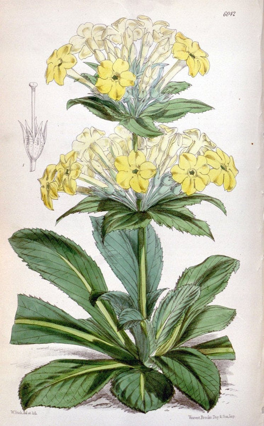 Curtis's botanical magazine. London ; New York [etc.] :Academic Press [etc.]. | "Botanical illustration" Botany Periodicals "Pictorial works" "Plants, Ornamental"  | Vintage Print Reproduction 455257
