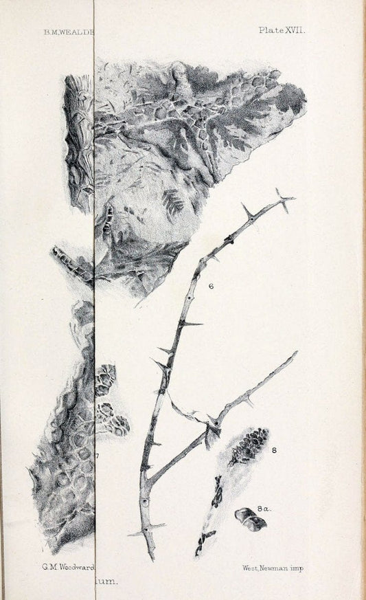 Catalogue of the Mesozoic plants in the Department of Geology, British Museum (Natural History).London,Trustees of the B.M.,1894-1915.  | Vintage Print Reproduction 455258