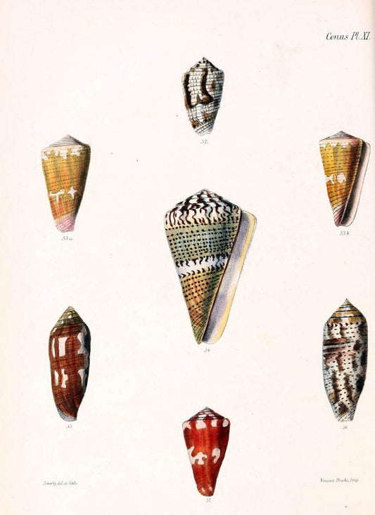 Conchologia iconica, or, Illustrations of the shells of molluscous animals. v.1London :Reeve, Brothers,1843-1878. |  | Vintage Print Reproduction 455261