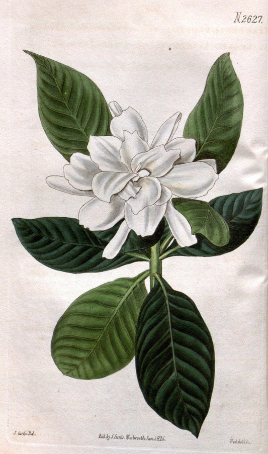 Curtis's botanical magazine. London ; New York [etc.] :Academic Press [etc.]. | "Botanical illustration" Botany Periodicals "Pictorial works" "Plants, Ornamental"  | Vintage Print Reproduction 455262