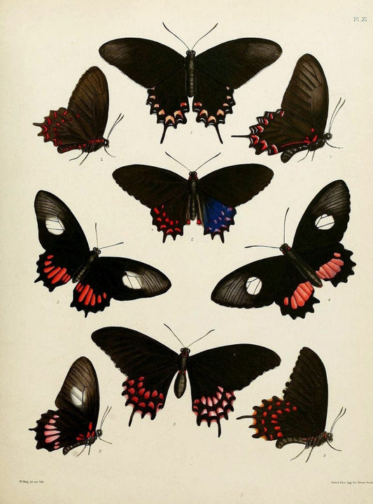 Catalogue of lepidopterous insects in the collection of the British Museum..London :Printed by order of the Trustees,1852.. |  | Vintage Print Reproduction 455264