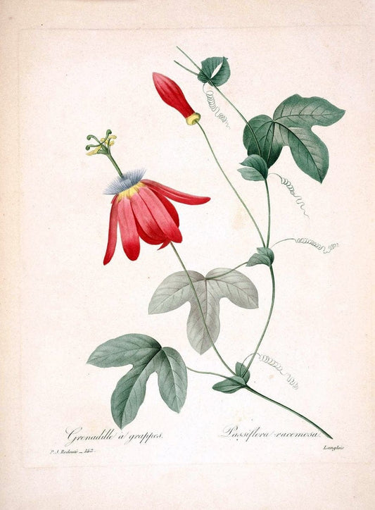 Choix des plus belles fleurs :.Paris:Ernest Panckoucke,[1833].. |  | Vintage Print Reproduction 455265