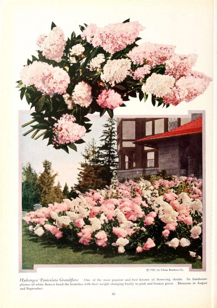 Chase fruit and flowers in natural colorsRochester, N.Y.,Chase brothers company[c1922] | Vintage Print Reproduction 455266