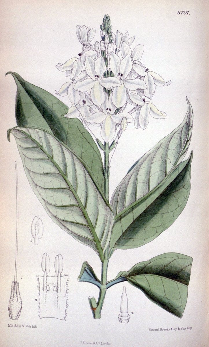 Curtis's botanical magazine. London ; New York [etc.] :Academic Press [etc.]. | "Botanical illustration" Botany Periodicals "Pictorial works" "Plants, Ornamental"  | Vintage Print Reproduction 455267