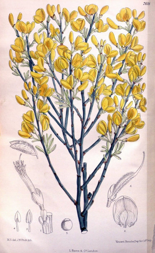 Curtis's botanical magazine. London ; New York [etc.] :Academic Press [etc.]. | "Botanical illustration" Botany Periodicals "Pictorial works" "Plants, Ornamental"  | Vintage Print Reproduction 455268