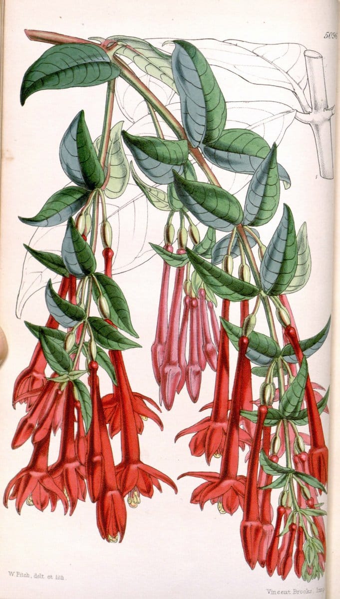 Curtis's botanical magazine. London ; New York [etc.] :Academic Press [etc.]. | "Botanical illustration" Botany Periodicals "Pictorial works" "Plants, Ornamental"  | Vintage Print Reproduction 455269