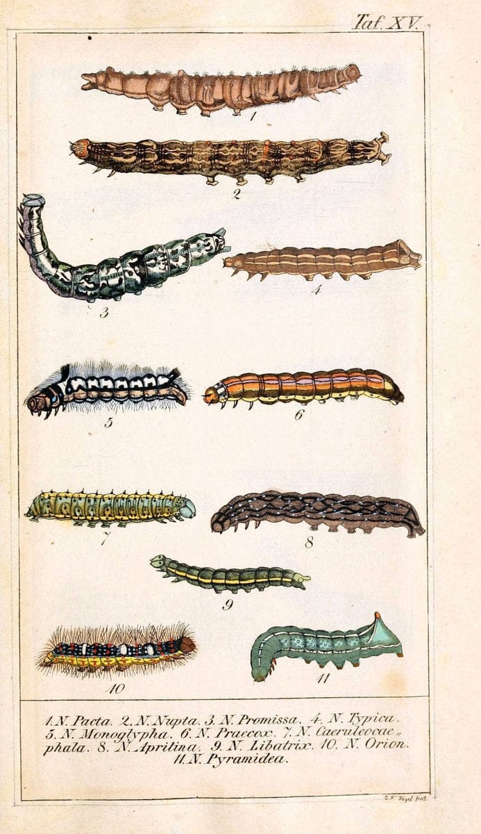 Chronologischer Raupenkalender, oder, Naturgeschichte der europÃ¤ischen RaupenBerlin :Im Verlage von Theodor Bade,1837. |  | Vintage Print Reproduction 455270