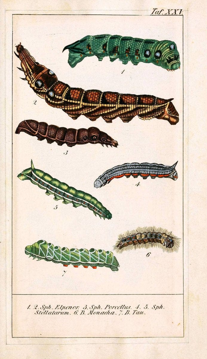 Chronologischer Raupenkalender, oder, Naturgeschichte der europÃ¤ischen RaupenBerlin :Im Verlage von Theodor Bade,1837. |  | Vintage Print Reproduction 455271