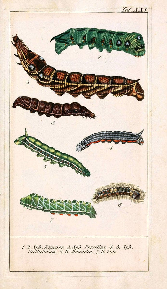 Chronologischer Raupenkalender, oder, Naturgeschichte der europÃ¤ischen RaupenBerlin :Im Verlage von Theodor Bade,1837. |  | Vintage Print Reproduction 455271