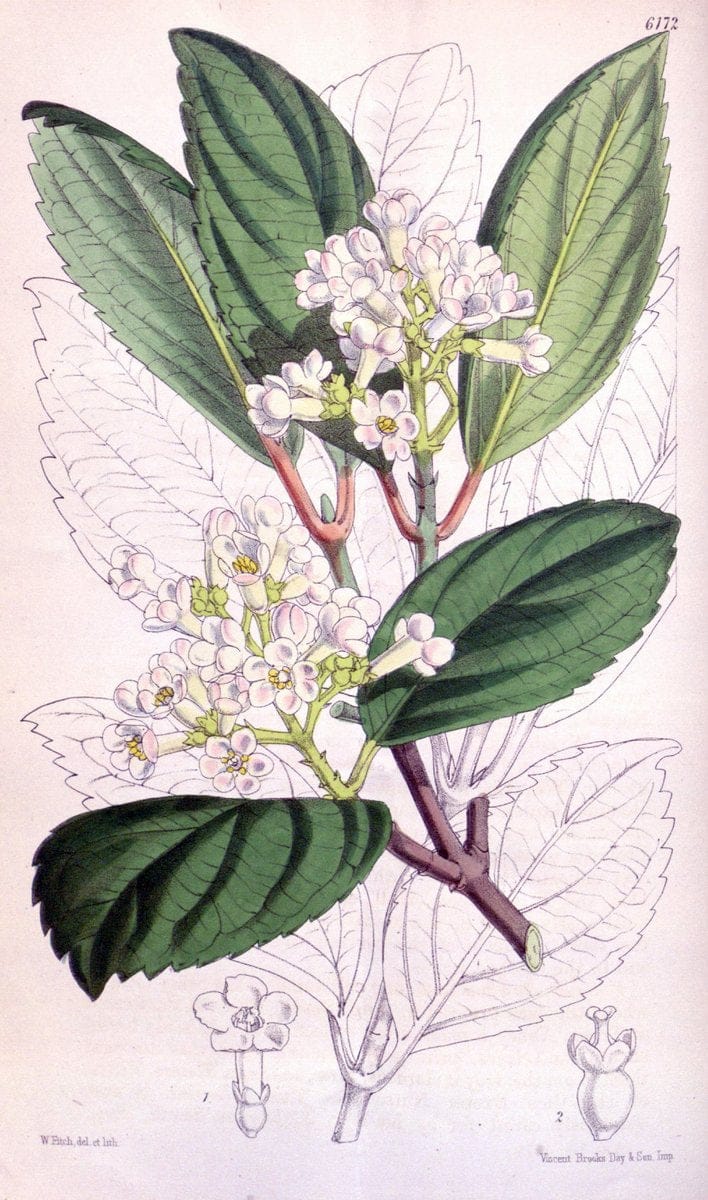Curtis's botanical magazine. London ; New York [etc.] :Academic Press [etc.]. | "Botanical illustration" Botany Periodicals "Pictorial works" "Plants, Ornamental"  | Vintage Print Reproduction 455273
