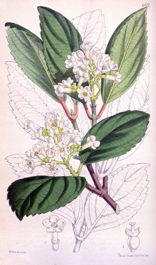 Curtis's botanical magazine. London ; New York [etc.] :Academic Press [etc.]. | "Botanical illustration" Botany Periodicals "Pictorial works" "Plants, Ornamental"  | Vintage Print Reproduction 455273
