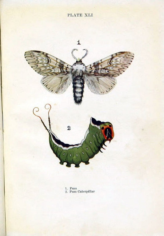 Butterflies and moths,.London & Edinburgh,T.C. & E.C. Jack[1910]. | Butterflies Moths "Cornell University Library" | Vintage Print Reproduction 455274